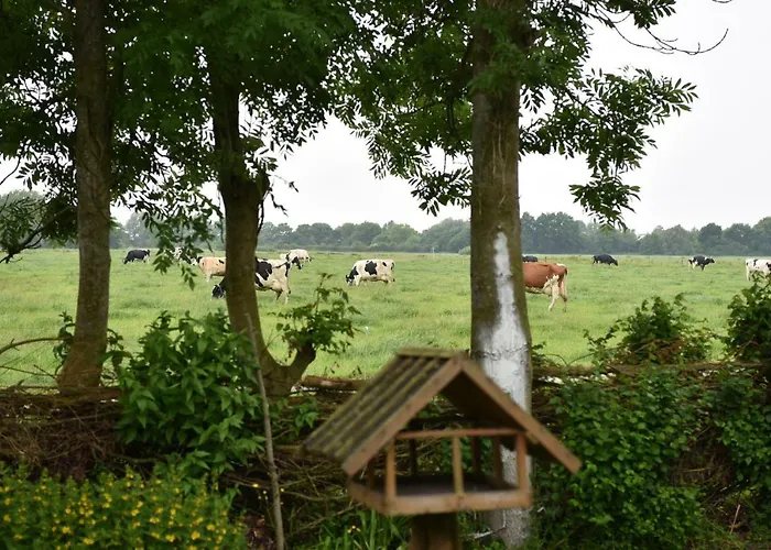 Pico * グレートジール